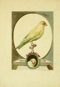 Illustration of a yellow canary