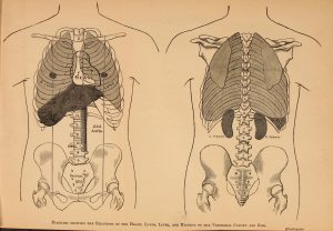 Two diagrams showing the anatomical structure of the human torso from collarbone to pelvis