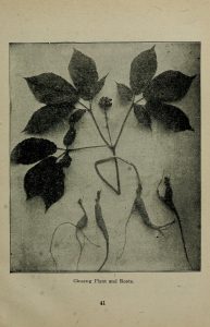 Black and white photograph of ginseng plant, whole and parts