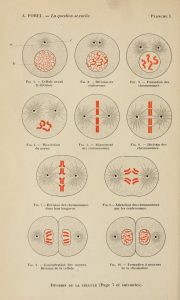 Diagrams of cell division
