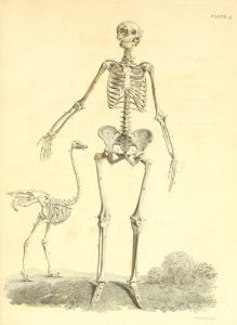 Frontal view of human skeleton, apparently gesturing towards bird skeleton (ostrich? emu? rhea?)