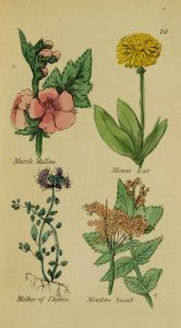Full page color illustration of four flowering plants