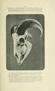 Black and white photograph of animal skull with horns, possibly a goat or a ram sheep