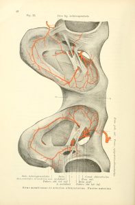 Illustration of human pelvis, showing some of the veins