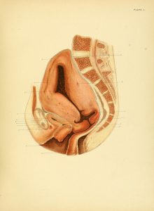 Cross section diagram of female pelvis