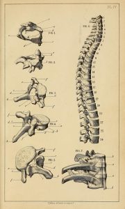Illustrations of vertebrae and spine