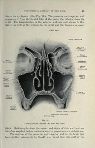 Diagram of a section of the human sinuses