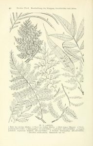 Full page black and white illustration of ferns and leaves