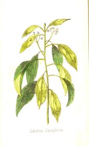 Full page color illustration of laurus camphora plant in bloom