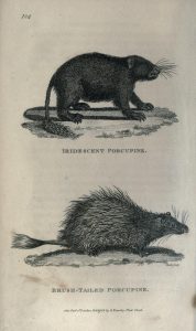 Two black and white illustrations of porcupines