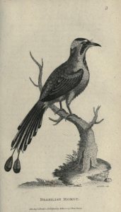 Full page black and white illustration of a bird on a branch