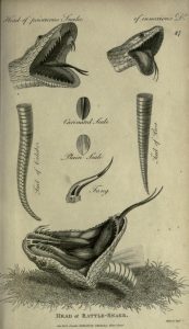 Full page black and white illustration of details of a snake's head and jaws