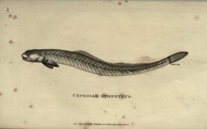 Full page black and white illustration of an eel or fish