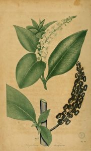 Full page color illustration of flowering plants