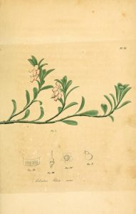 Full page color illustration of flowering plant with small details of parts