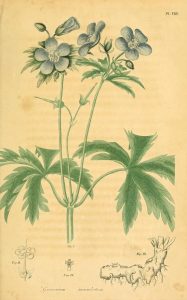 Full page color illustration of flowering plant