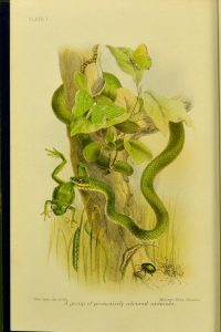 Full page color illustration of animals (snake, frog) in a tree. 