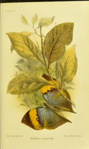 Full page color illustration of butterfly on leaves