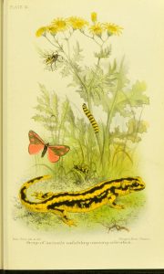 Full page color illustration of animals (butterfly, salamander) by plants