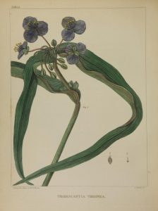 Full page color illustration of a single flowering plant