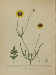 Full page color illustration of flowering plant