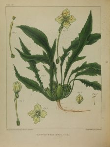 Full page color illustration of whole and parts of a flowering plant