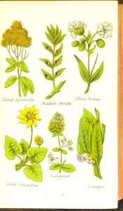 Full page color illustration of six flowering plants