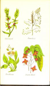 Full-page color illustration of four plants