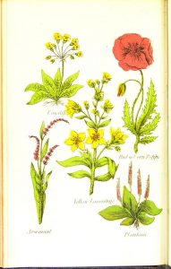 Full page color illustration of five flowering plants