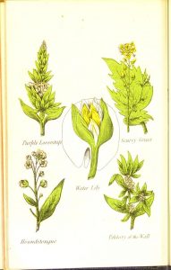 Full page color illustration of five flowering plants