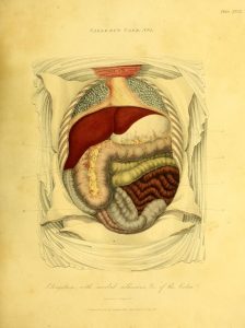 Full page color illustration of human organs in situ in the torso and upper abdomen