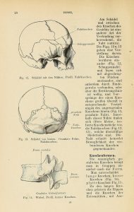 Black and white page of text and three illustrations of the human skull from an anatomy textbook