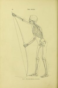 Full page black and white illustration of a human skeleton stringing a longbow with lines indicating muscle and skin