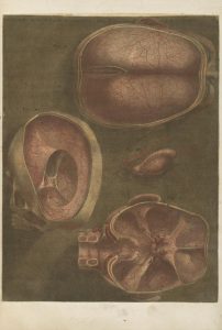 Full page color illustrations of sections of the human cranium, including skull, brain, and membranes