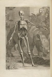 Full page black and white illustration of a standing human skeleton posed in front of a background of greenery and a rhinoceros