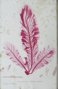 Color full pagee illustration of a pressed fern or algae