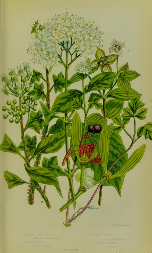 Full page color illustration of flowering plants