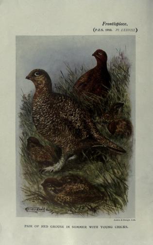 Full page color illustration of a pair of red grouse in grassland with chicks