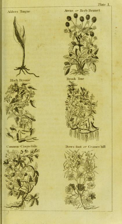 Full page black and white illustration of six different plants