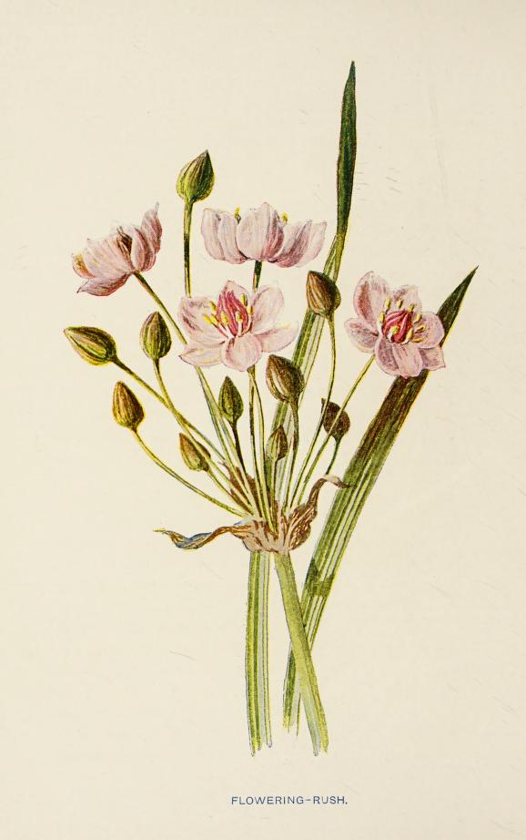 Full page color illustration of a flowering rush