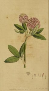 Full color illustration of flowering plant, possibly red clover