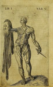 Illustration of skinned human body, illustrating muscles