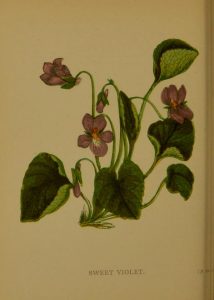 Full-page color illustration of a blooming violet plant