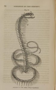Full page illustration of a snake skeleton