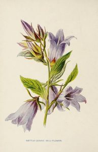 Full color plate of purple flowers