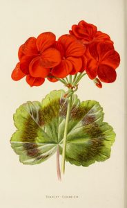 Full-page color illustration of a red geranium in bloom