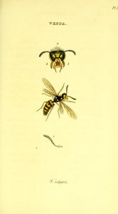 Full page color illustration of wasps