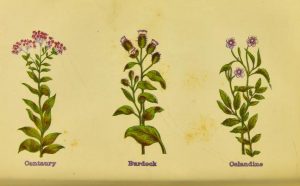Full-page illustration of flowers: centaury, burdock, and celandine