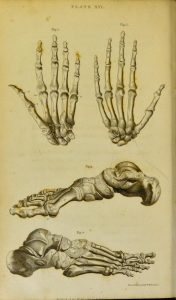 Two views of the bones of the human hand; two views of the bones of the human foot
