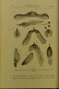 Page of engravings of different kinds of tree seeds